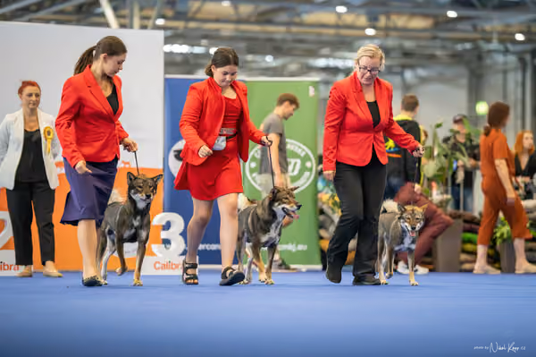 INTERCANIS Brno – CHS