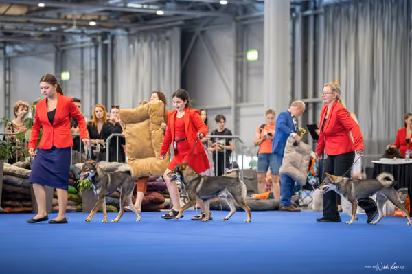 INTERCANIS Brno – CHS