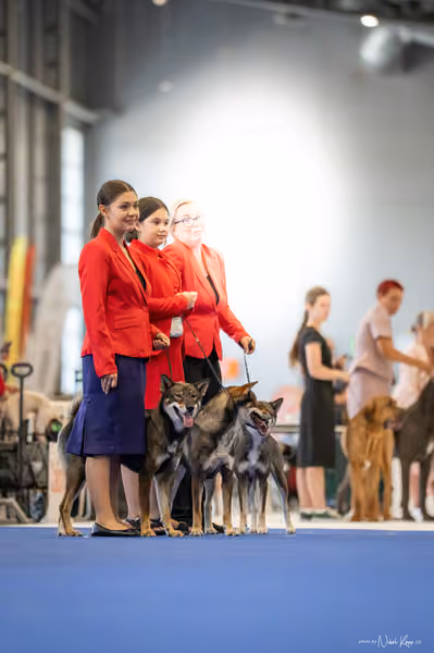 INTERCANIS Brno – CHS