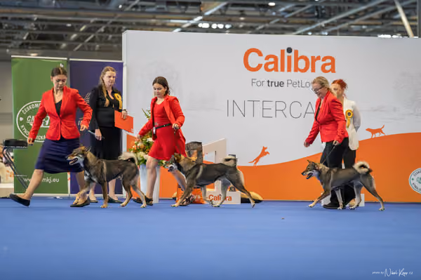 INTERCANIS Brno – CHS