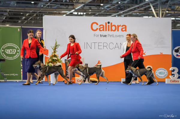 INTERCANIS Brno – CHS