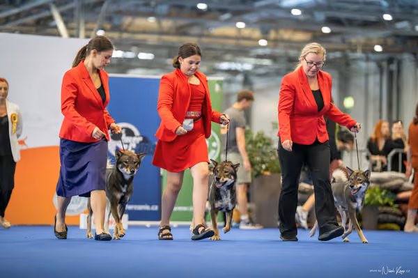 INTERCANIS Brno – CHS