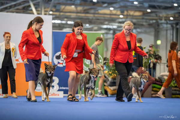 INTERCANIS Brno – CHS