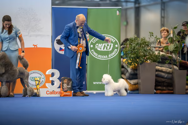 INTERCANIS Brno – Čestná