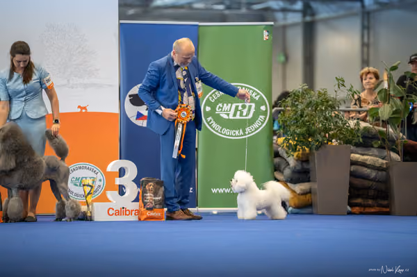 INTERCANIS Brno – Čestná