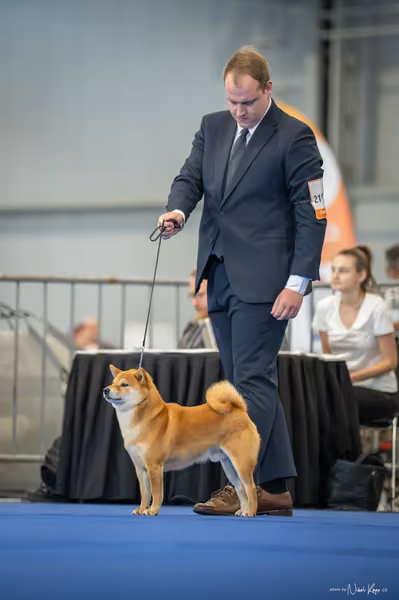 INTERCANIS Brno – Čestná