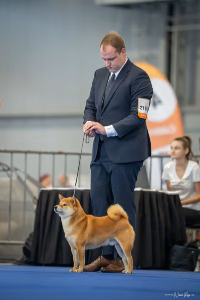 INTERCANIS Brno – Čestná