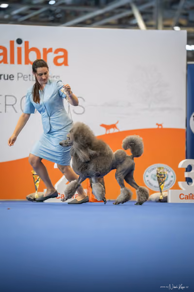 INTERCANIS Brno – Čestná