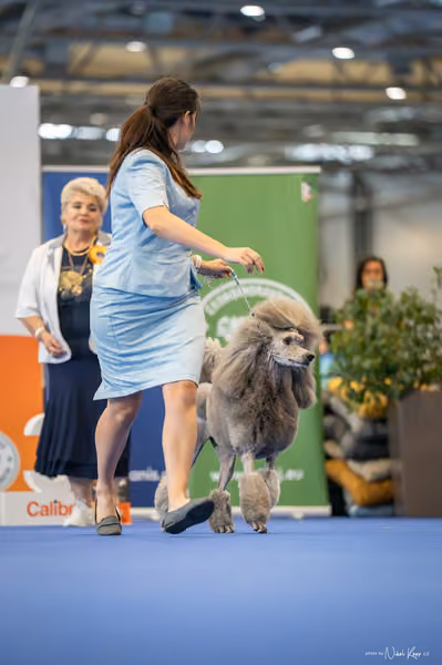 INTERCANIS Brno – Čestná