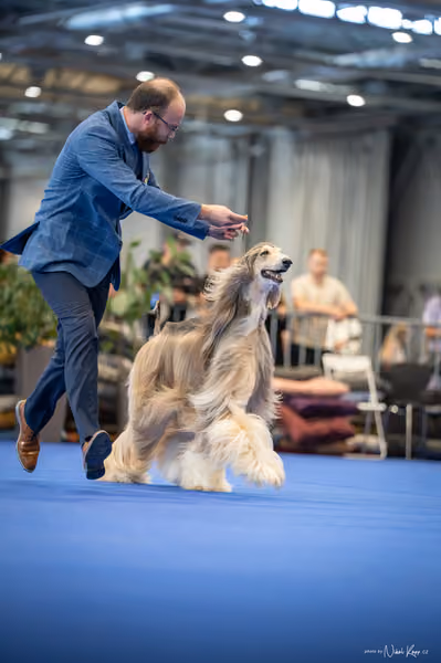 INTERCANIS Brno – Čestná