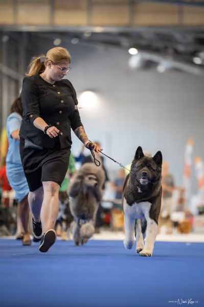 INTERCANIS Brno – Čestná