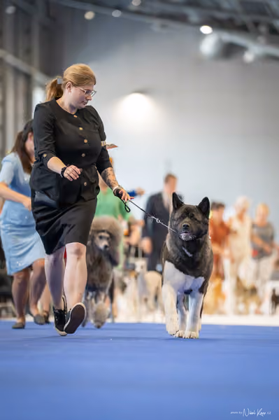 INTERCANIS Brno – Čestná
