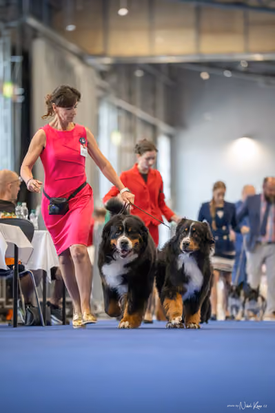INTERCANIS Brno – PÁRY