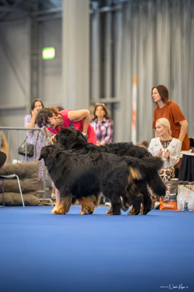 INTERCANIS Brno – PÁRY