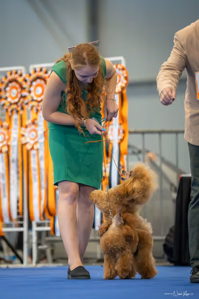 INTERCANIS Brno – PÁRY