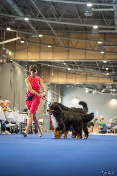 INTERCANIS Brno – PÁRY