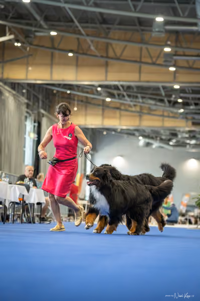 INTERCANIS Brno – PÁRY