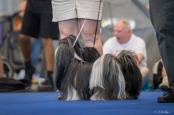 INTERCANIS Brno – PÁRY