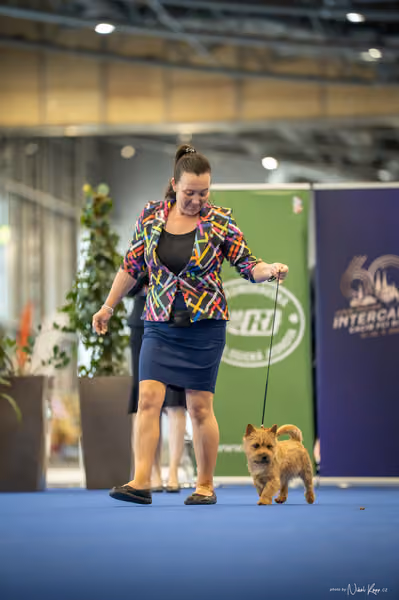 INTERCANIS Brno – BIS JUNIOR