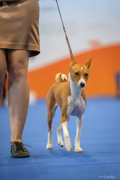 INTERCANIS Brno – BIS JUNIOR