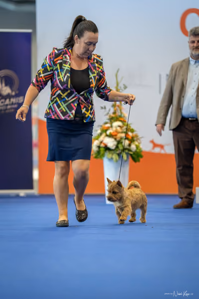 INTERCANIS Brno – BIS JUNIOR