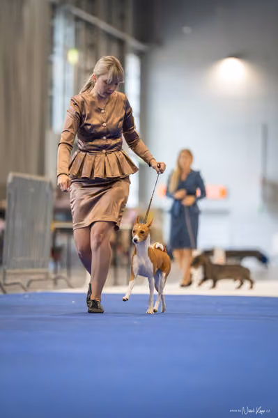 INTERCANIS Brno – BIS JUNIOR
