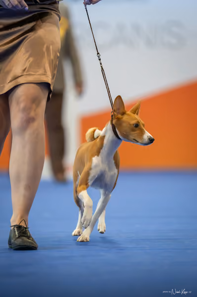 INTERCANIS Brno – BIS JUNIOR