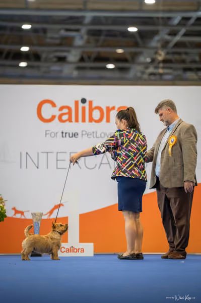 INTERCANIS Brno – BIS JUNIOR