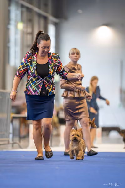 INTERCANIS Brno – BIS JUNIOR