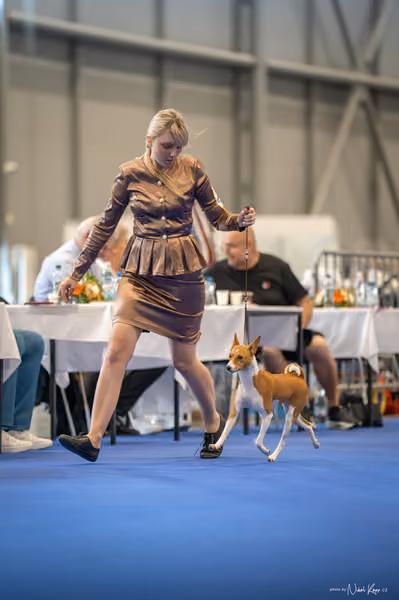 INTERCANIS Brno – BIS JUNIOR