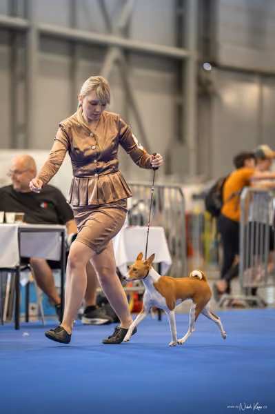 INTERCANIS Brno – BIS JUNIOR