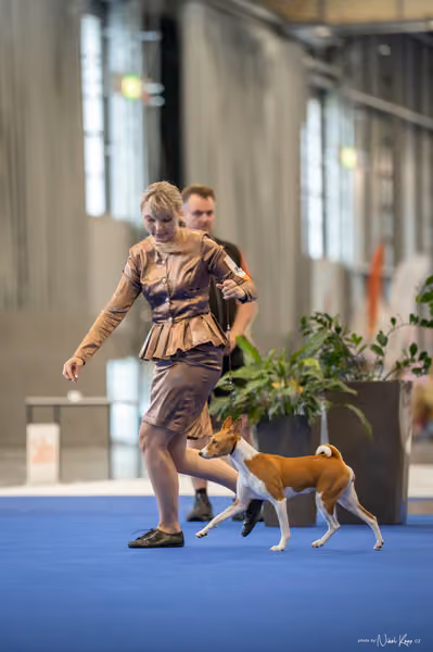 INTERCANIS Brno – BIS JUNIOR
