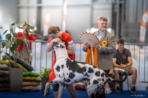 INTERCANIS Brno – BIS