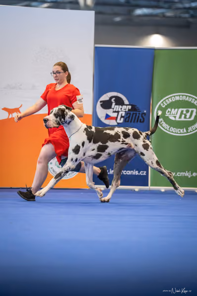 INTERCANIS Brno – BIS