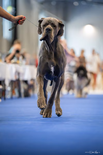 INTERCANIS Brno – FCI 2 Junior
