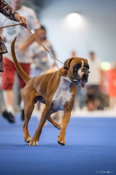 INTERCANIS Brno – FCI 2 Junior