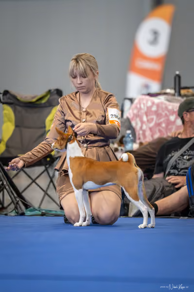 INTERCANIS Brno – FCI 5 Junior