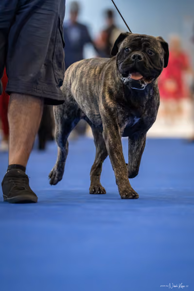 INTERCANIS Brno – FCI 2 Junior