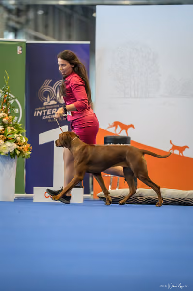 INTERCANIS Brno – FCI 6 Junior