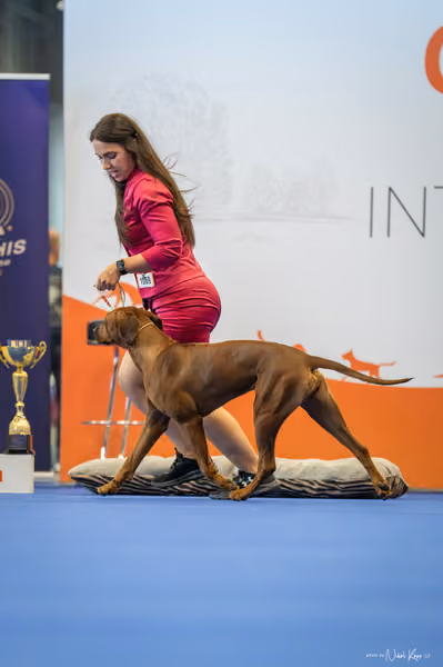 INTERCANIS Brno – FCI 6 Junior
