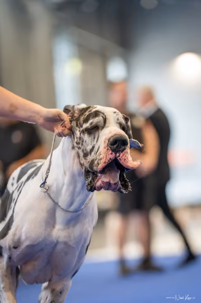 INTERCANIS Brno – BIS