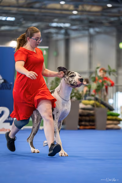 INTERCANIS Brno – BIS