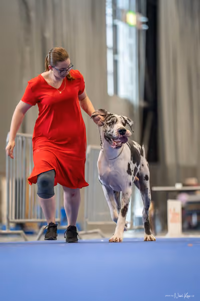 INTERCANIS Brno – BIS