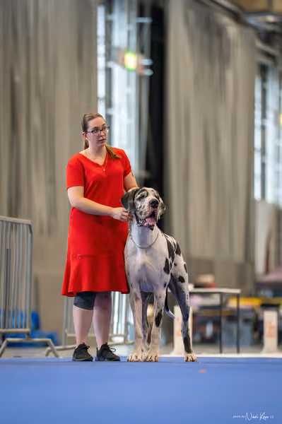 INTERCANIS Brno – BIS