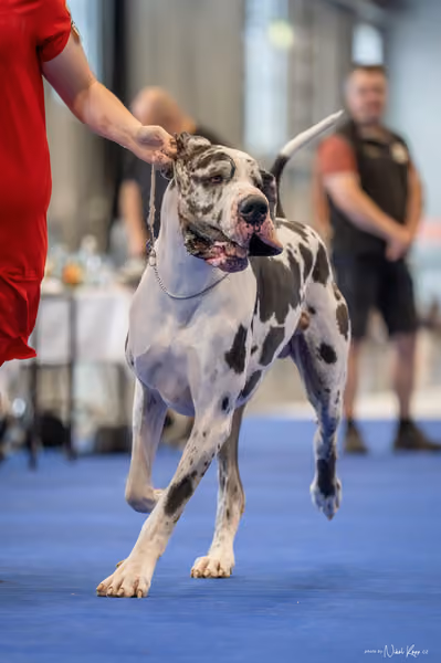 INTERCANIS Brno – BIS