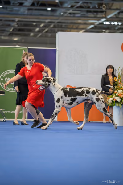 INTERCANIS Brno – BIS