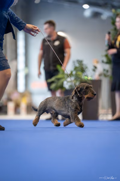 INTERCANIS Brno – BIS