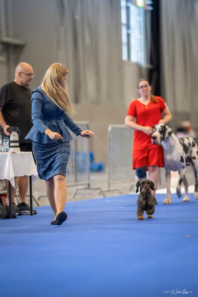INTERCANIS Brno – BIS