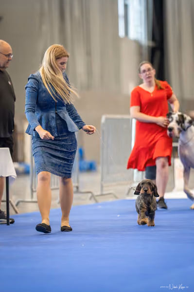 INTERCANIS Brno – BIS
