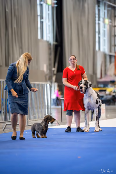 INTERCANIS Brno – BIS